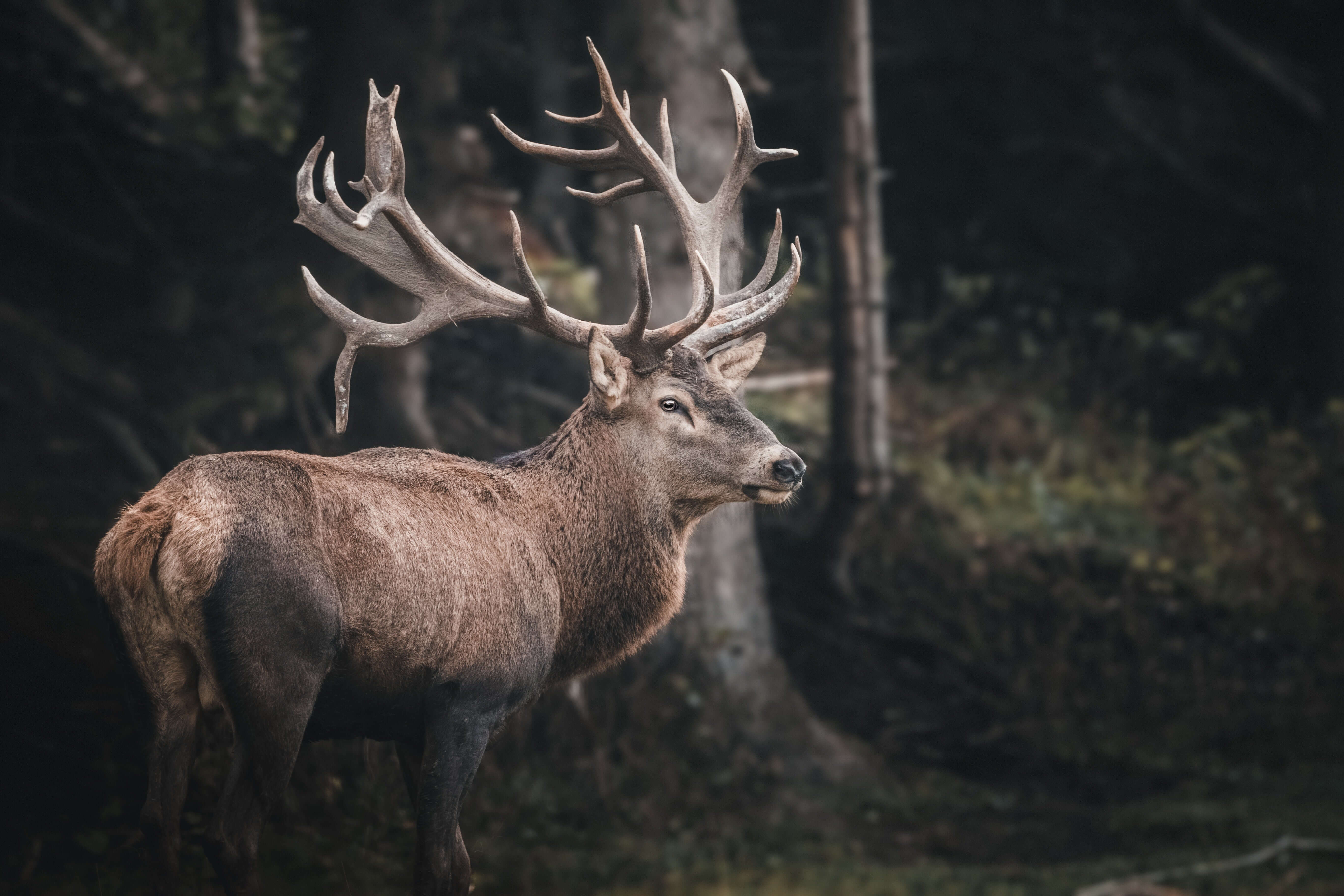 Are antlers eco friendly?