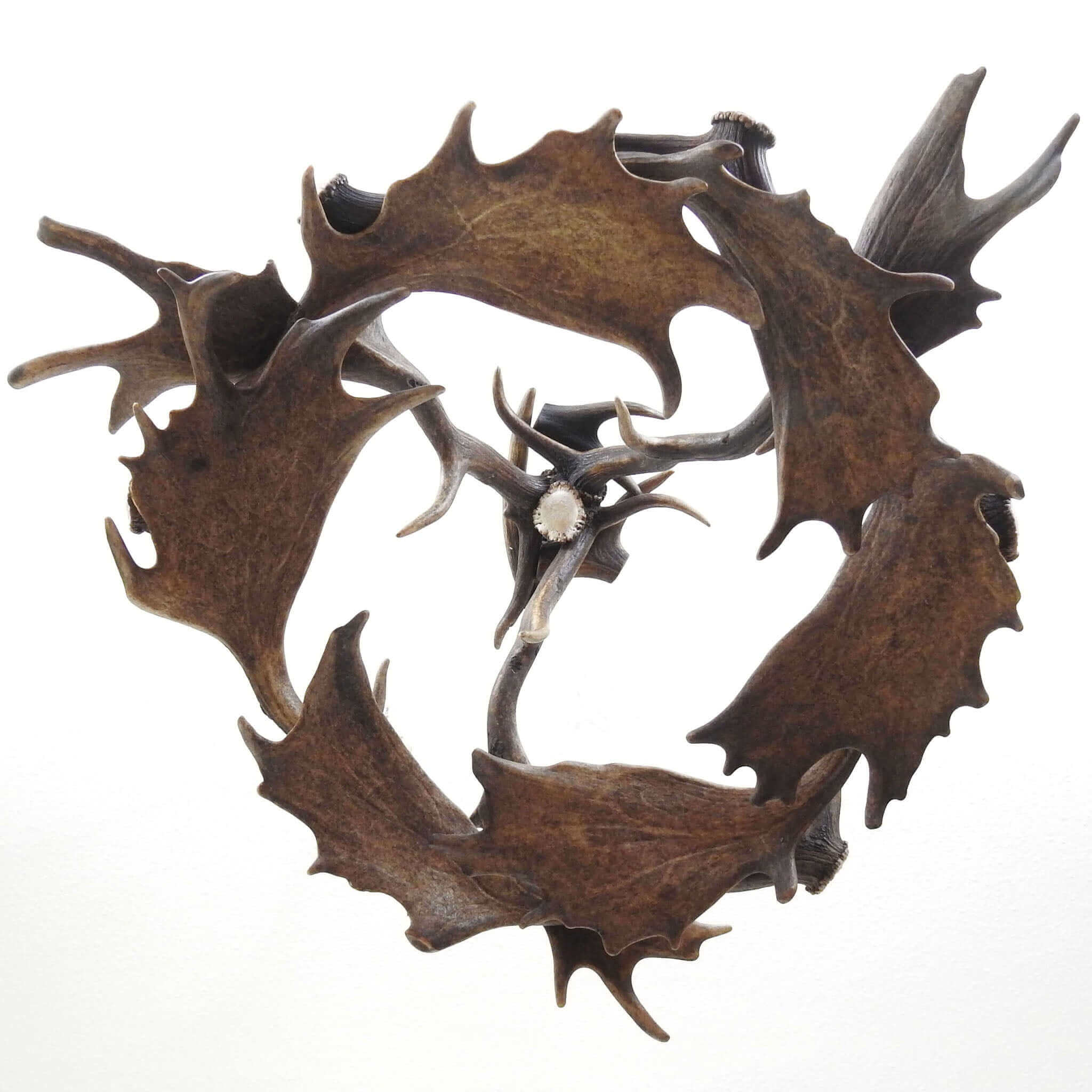 Antler chandelier, view from the bottom.