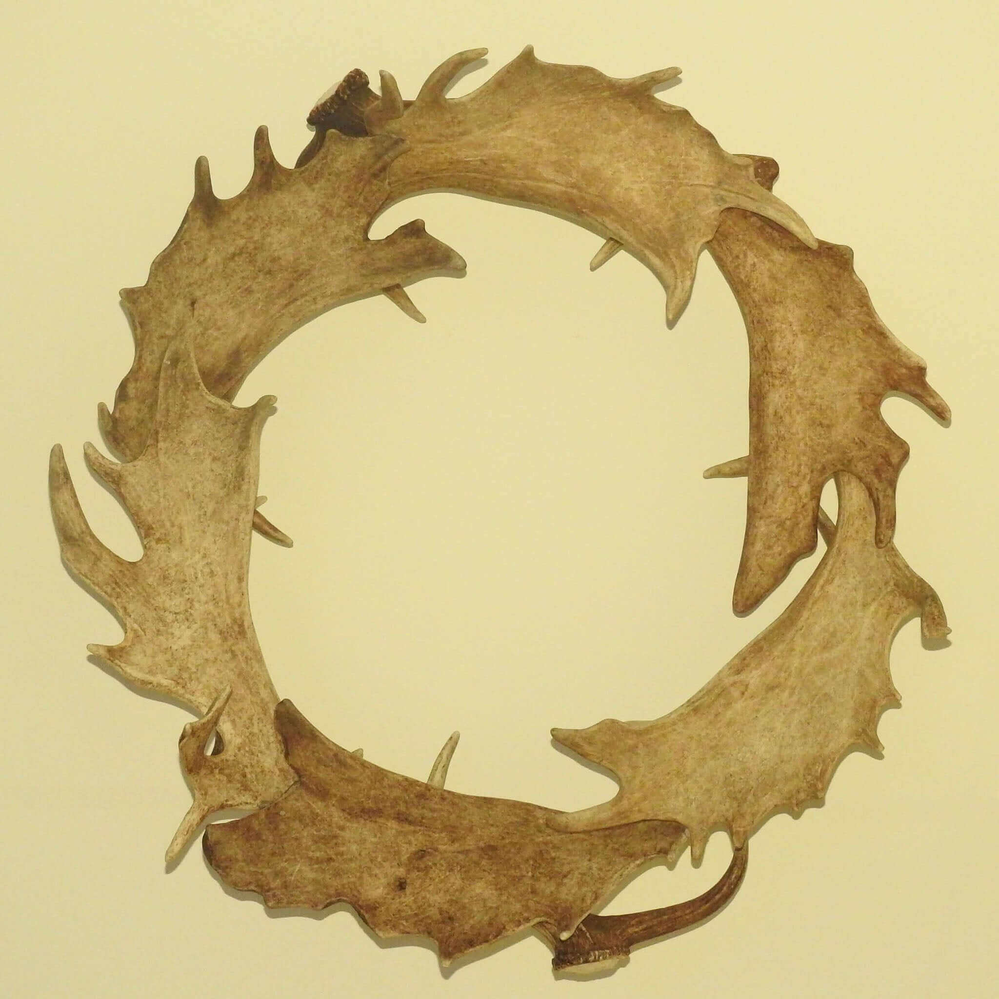 Real fallow deer antler wall decor.