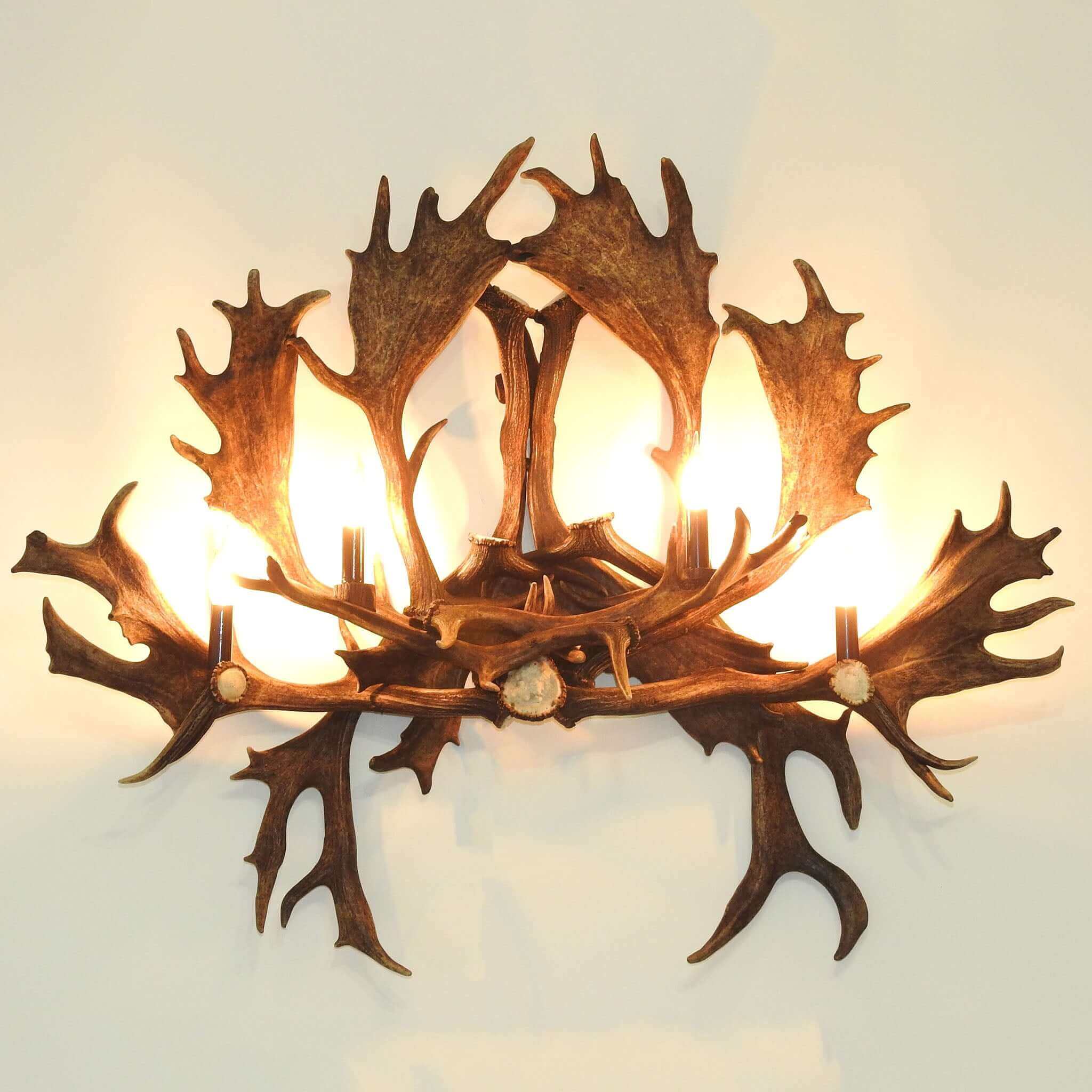 Big antler sconce made of real fallow deer antlers