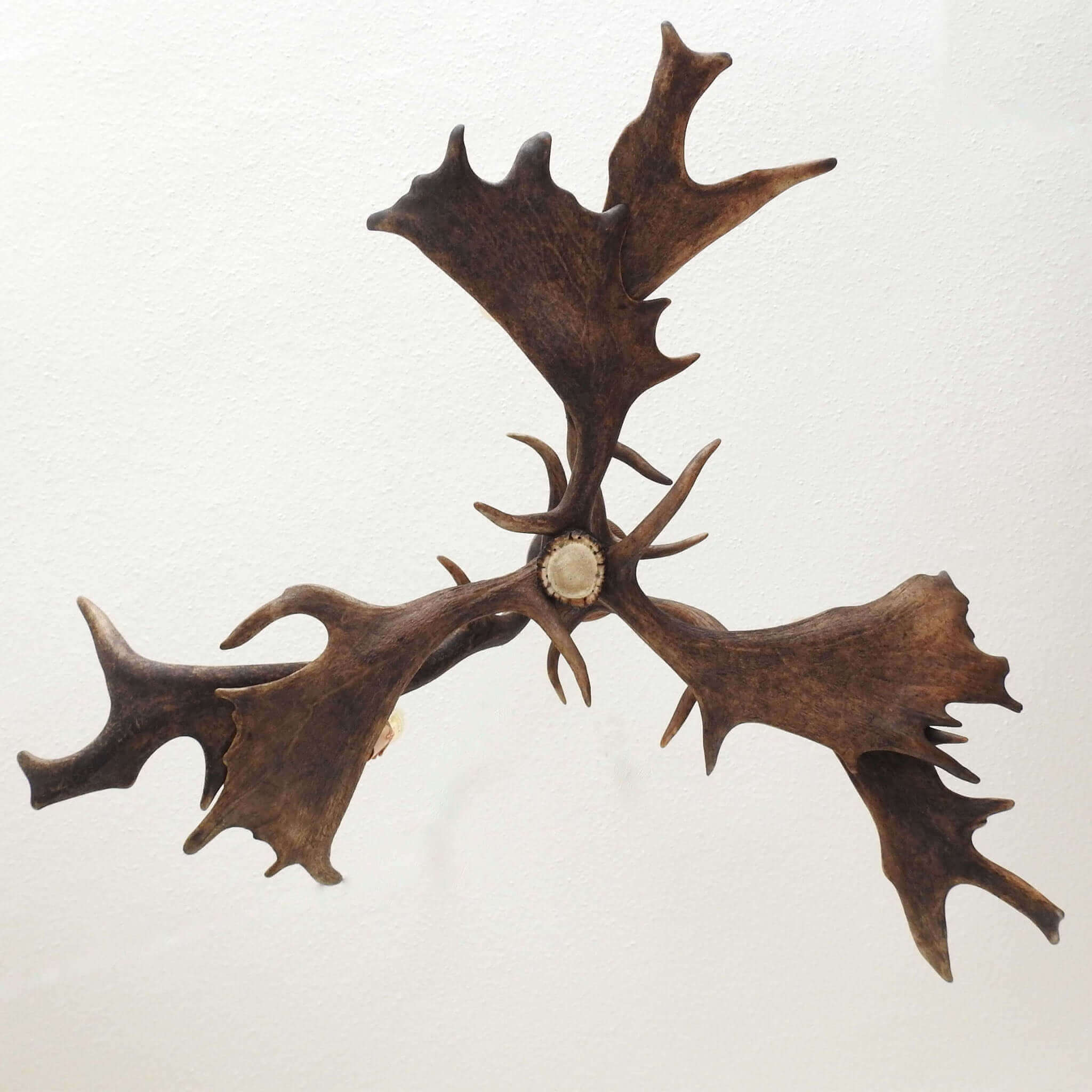 Small antler lighting.