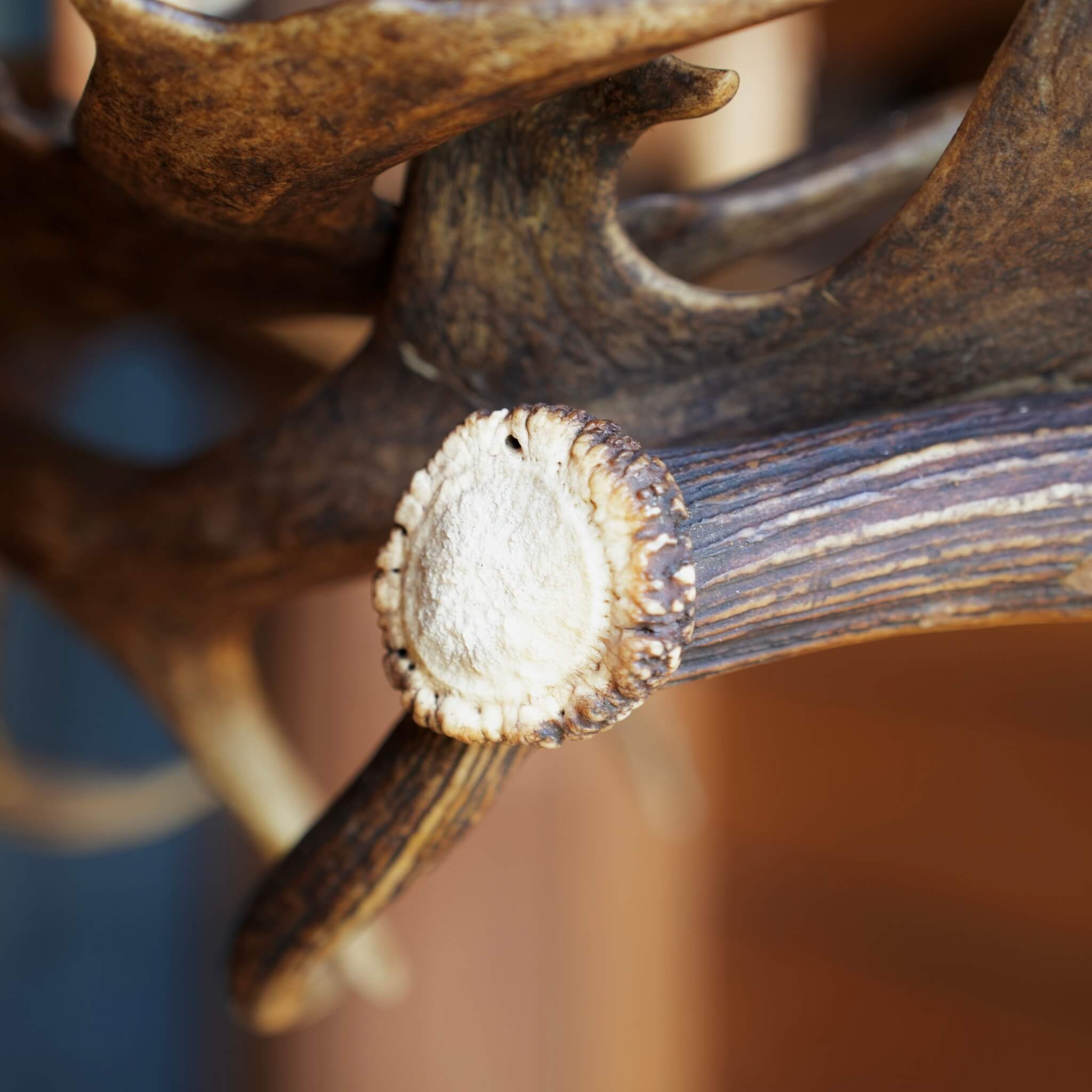 Burr in antler lighting