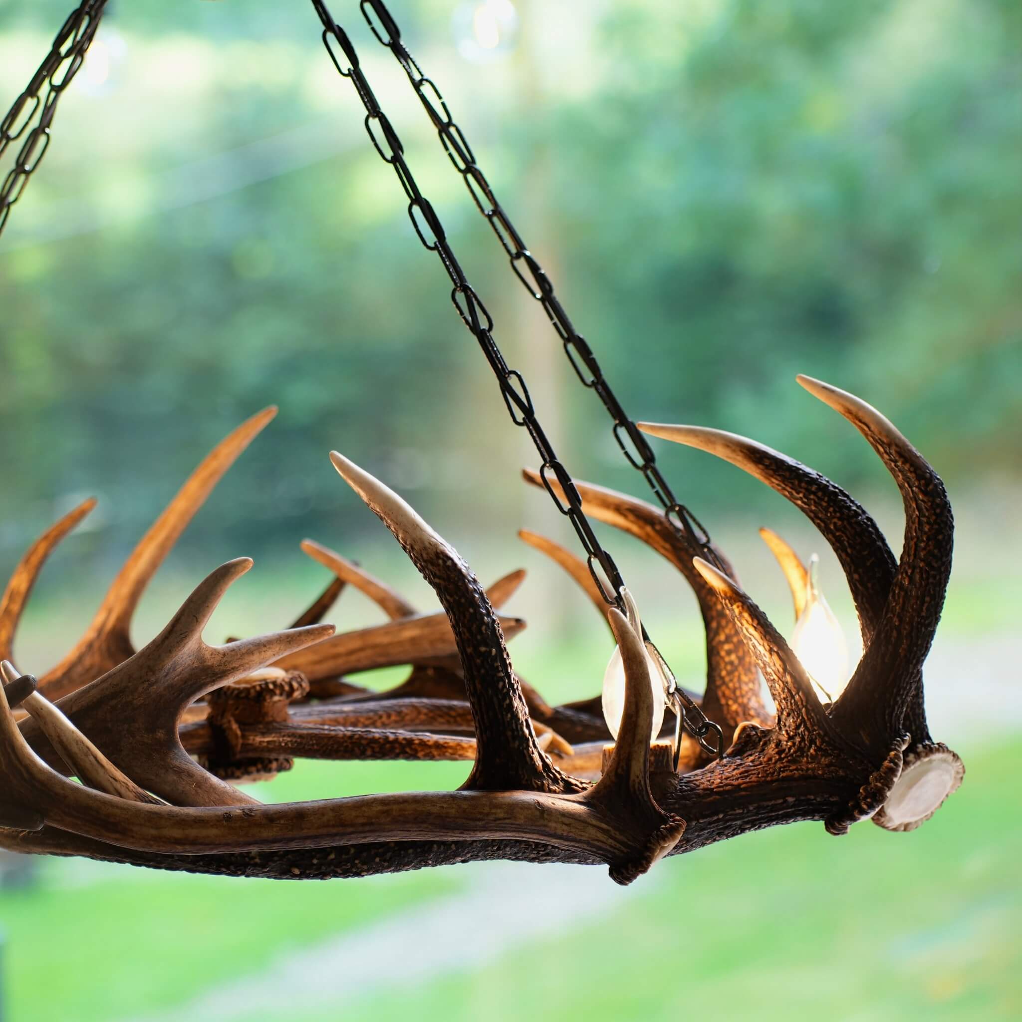 Antler lighting hanging on chain.