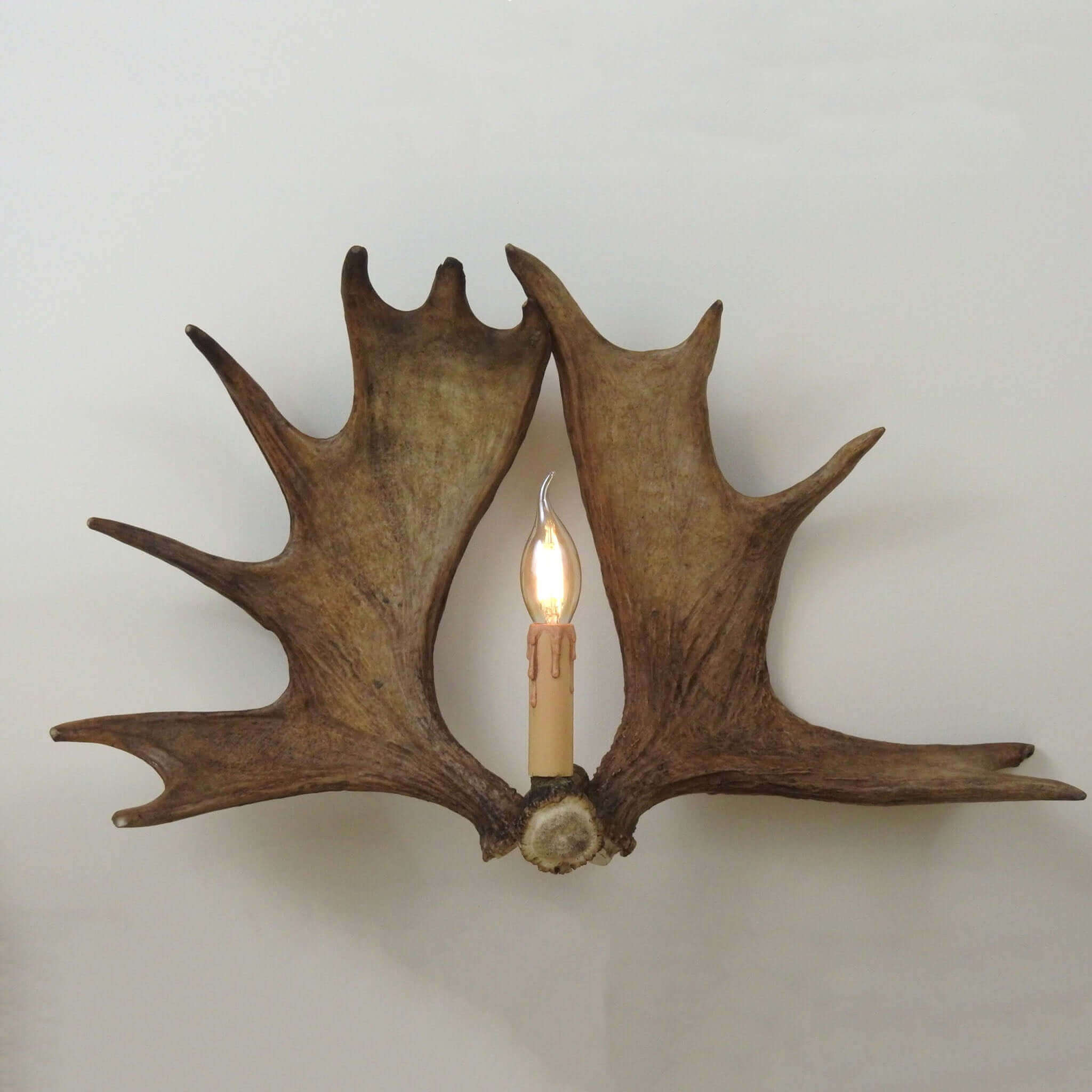 Real moose antler sconce.