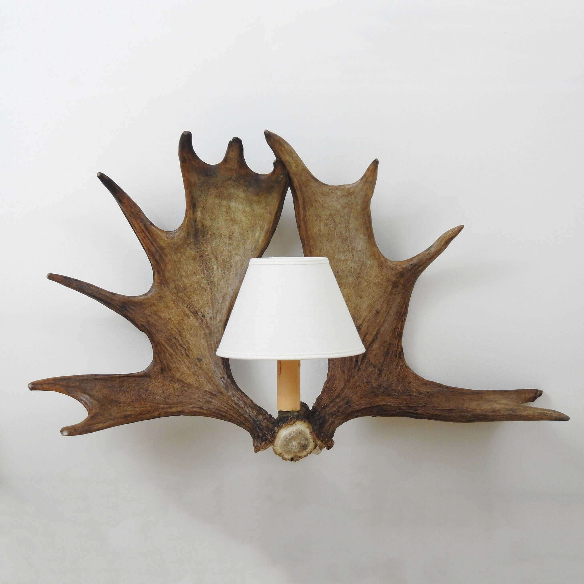 Real moose antler sconce.