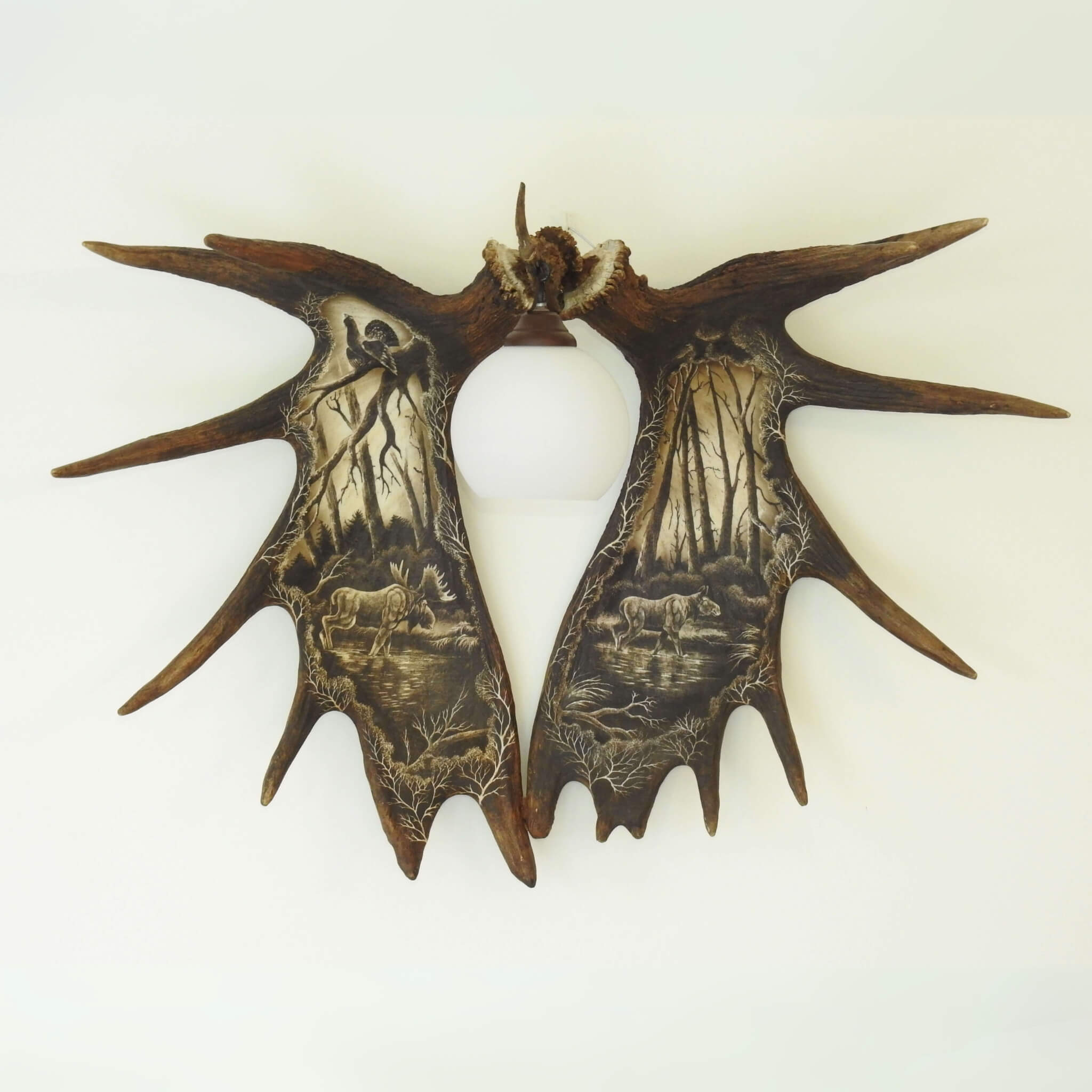Moose antler shed sconce for 1 light.