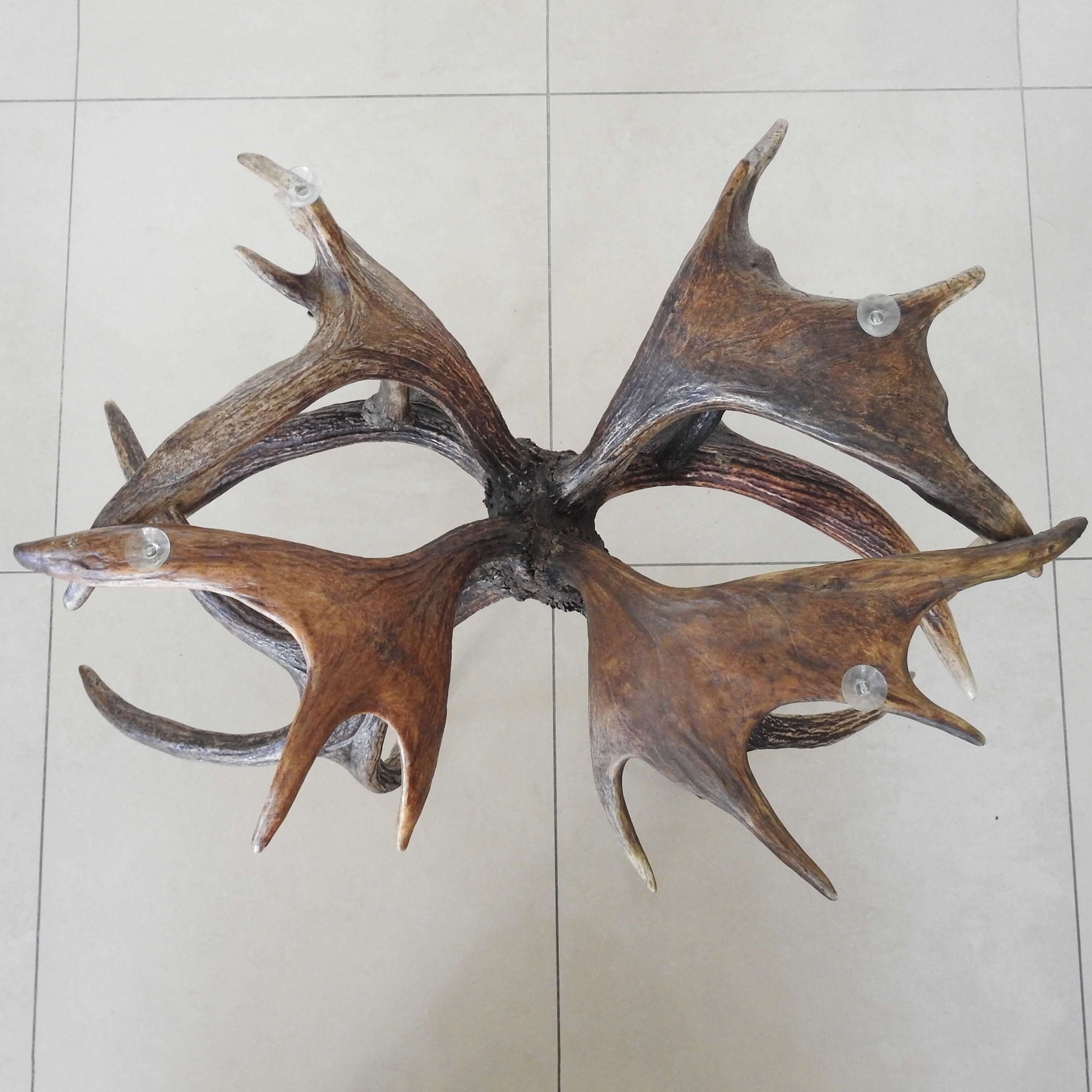 Moose antler table, view from the top.