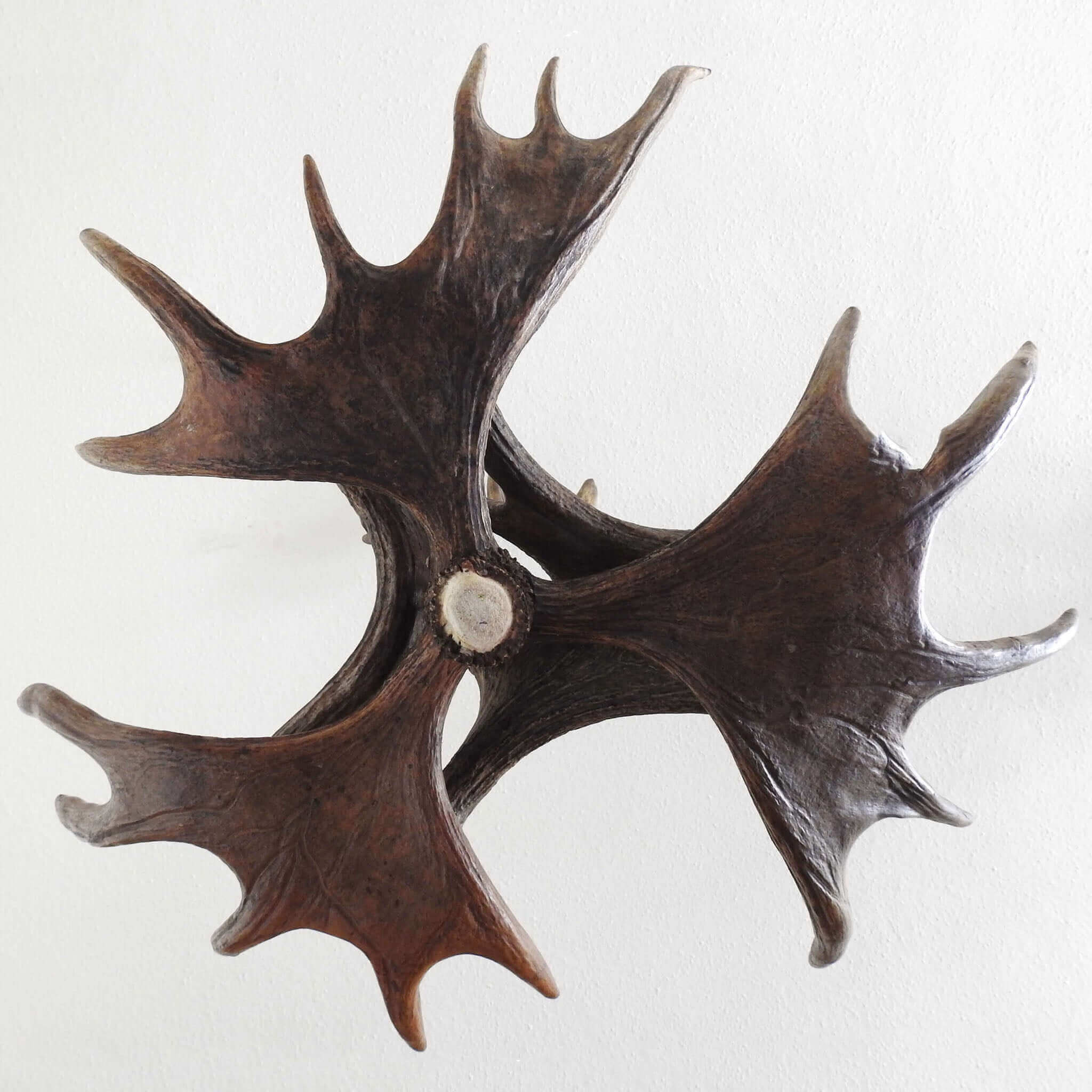 Farmhouse moose antler chandelier.
