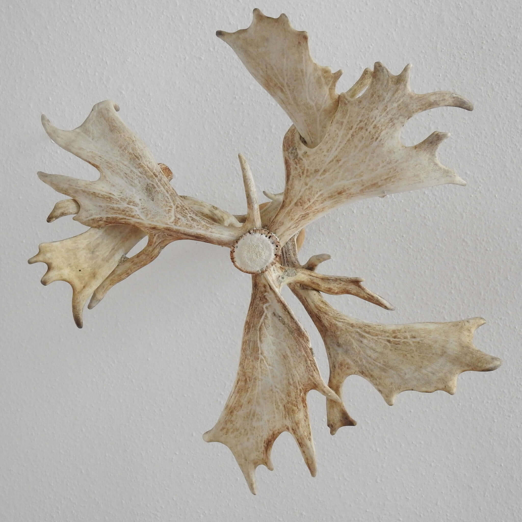Low ceiling anlter chandelier.