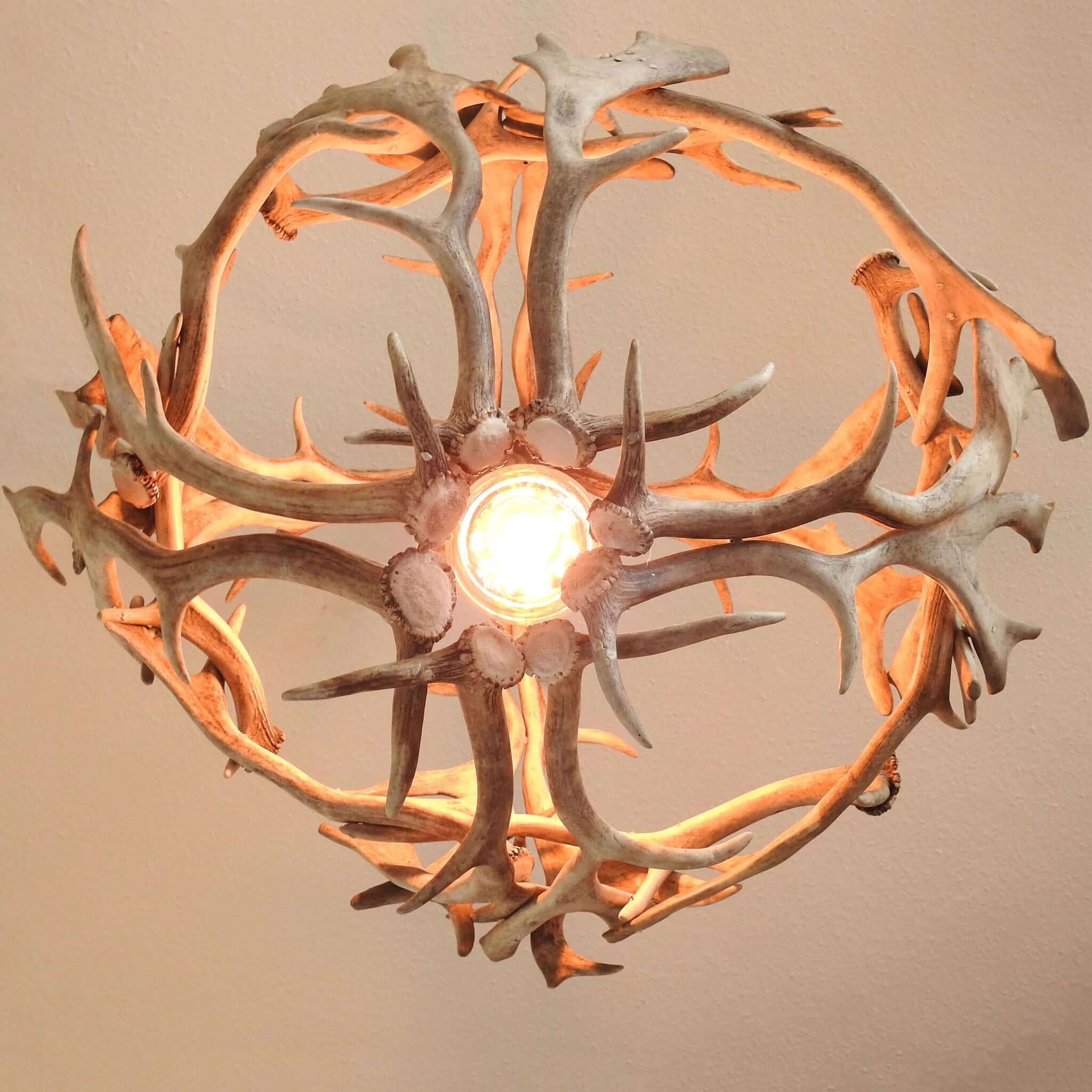 Fallow deer chandelier for 1 bilb, view from the bottom.