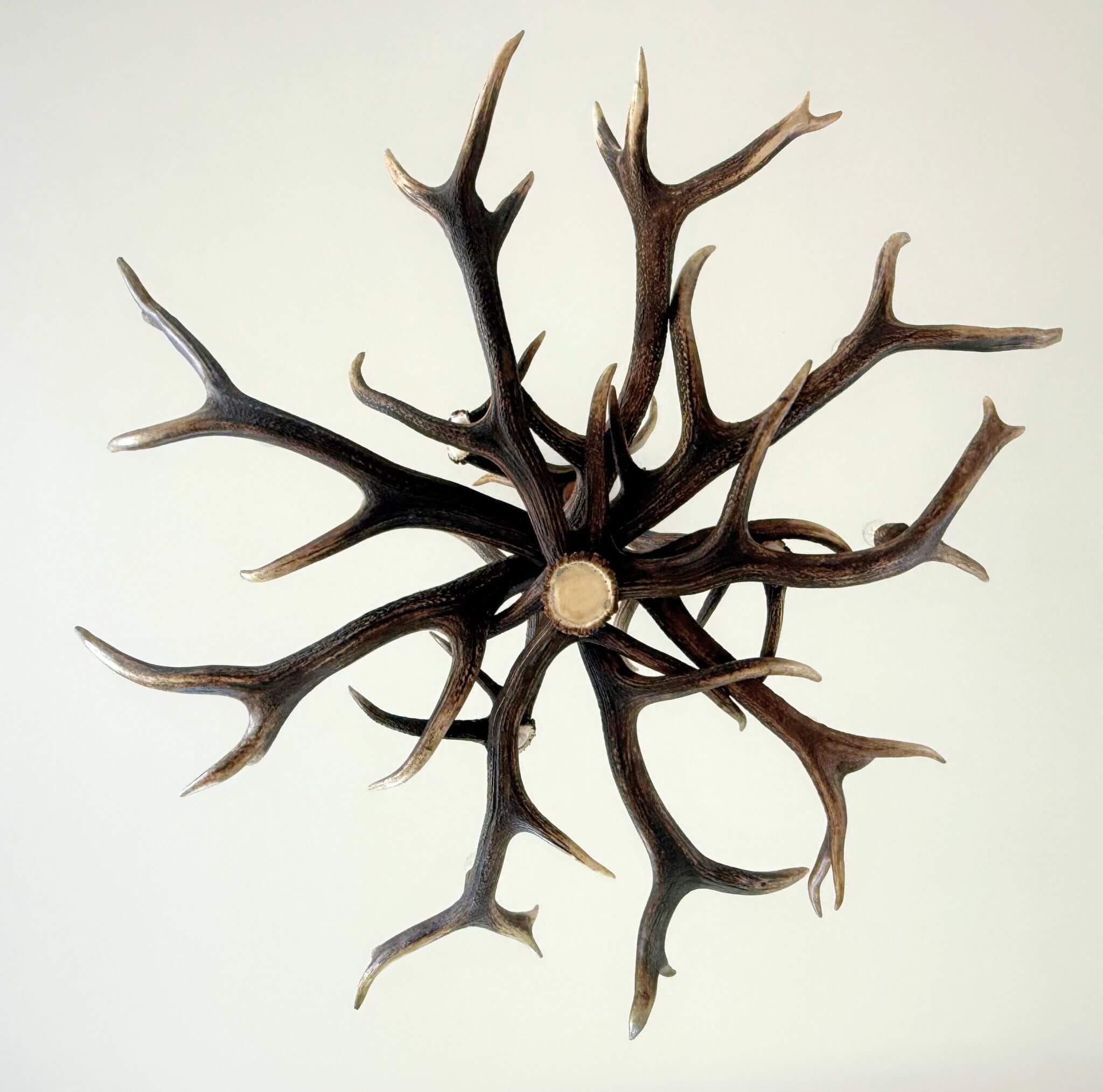 Decorative wall piece made of antlers on a light background
