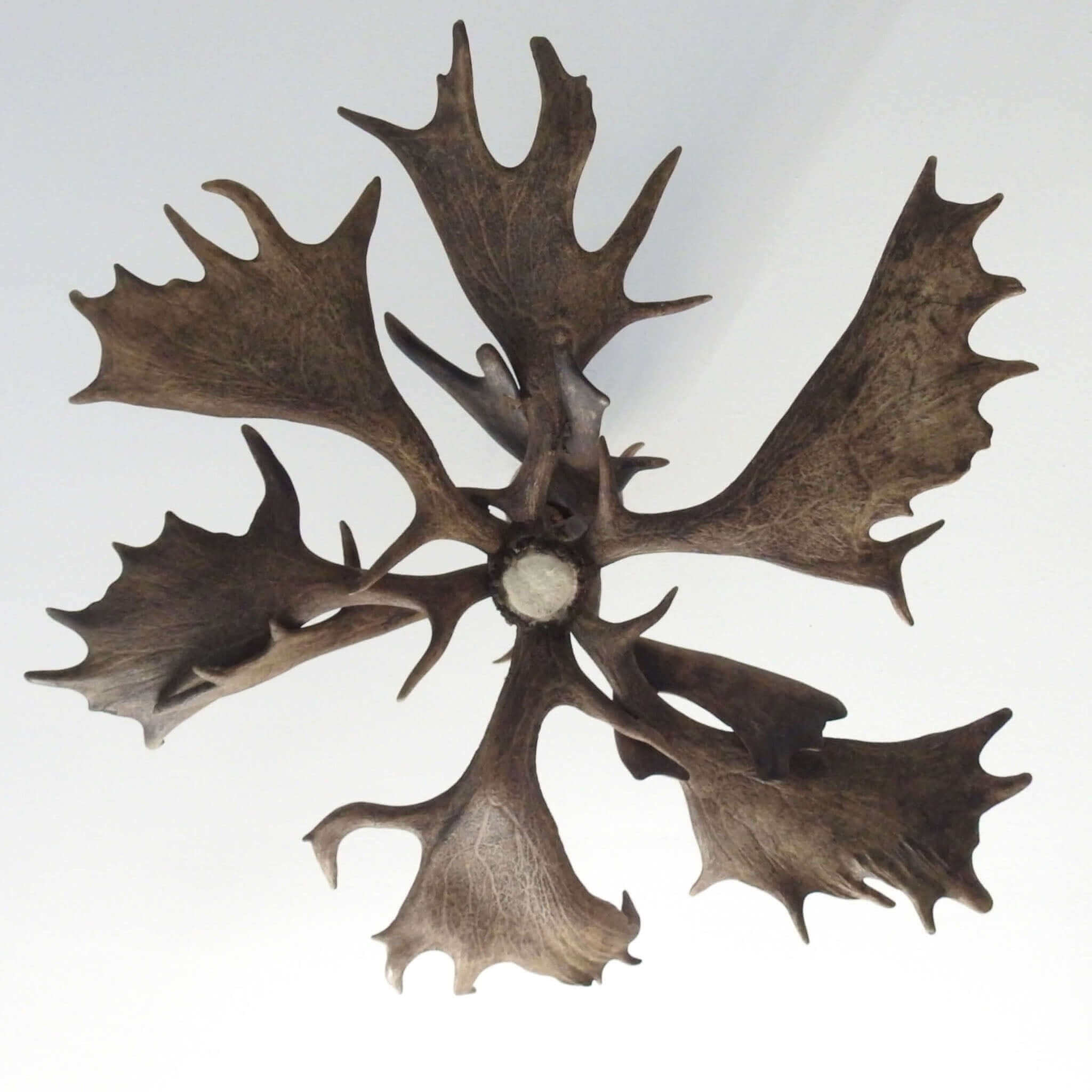 Antler chandelier for 6 lights, view from the bottom.