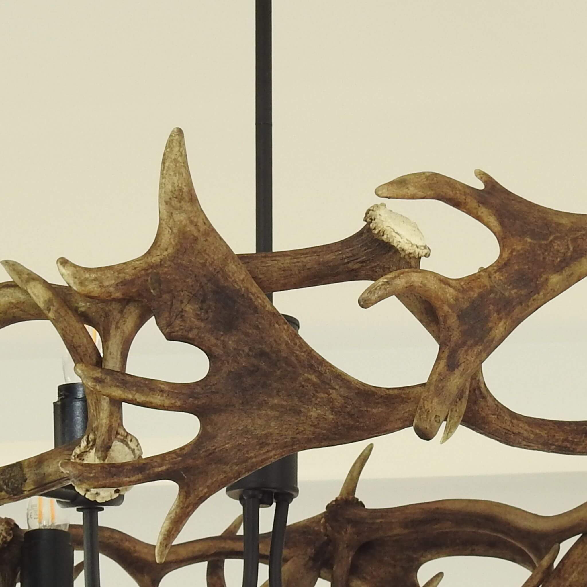 Fallow deer antlers are connected by screws in antler ring.