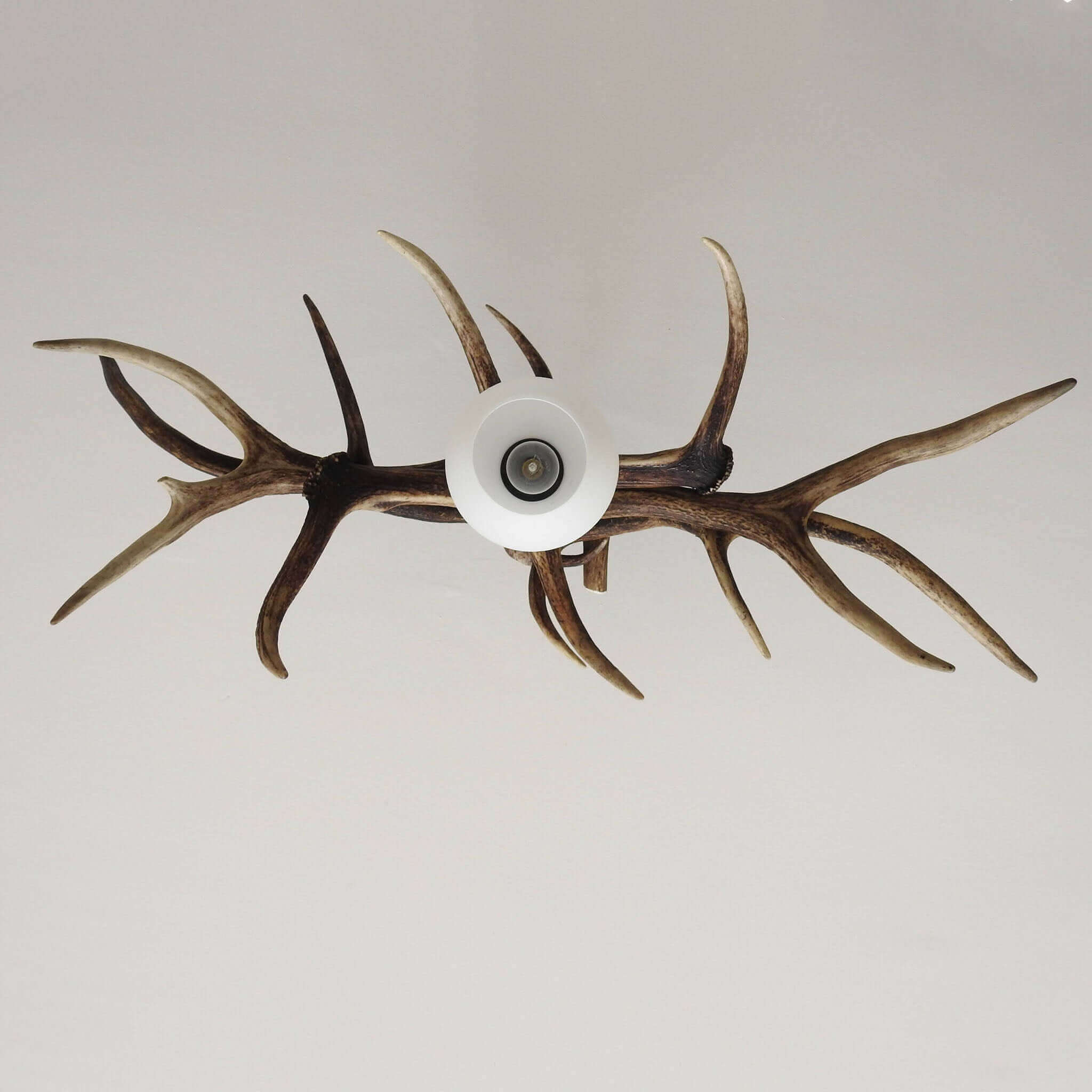 Antler pendant lamp made of red deer antlers, view from the bottom.