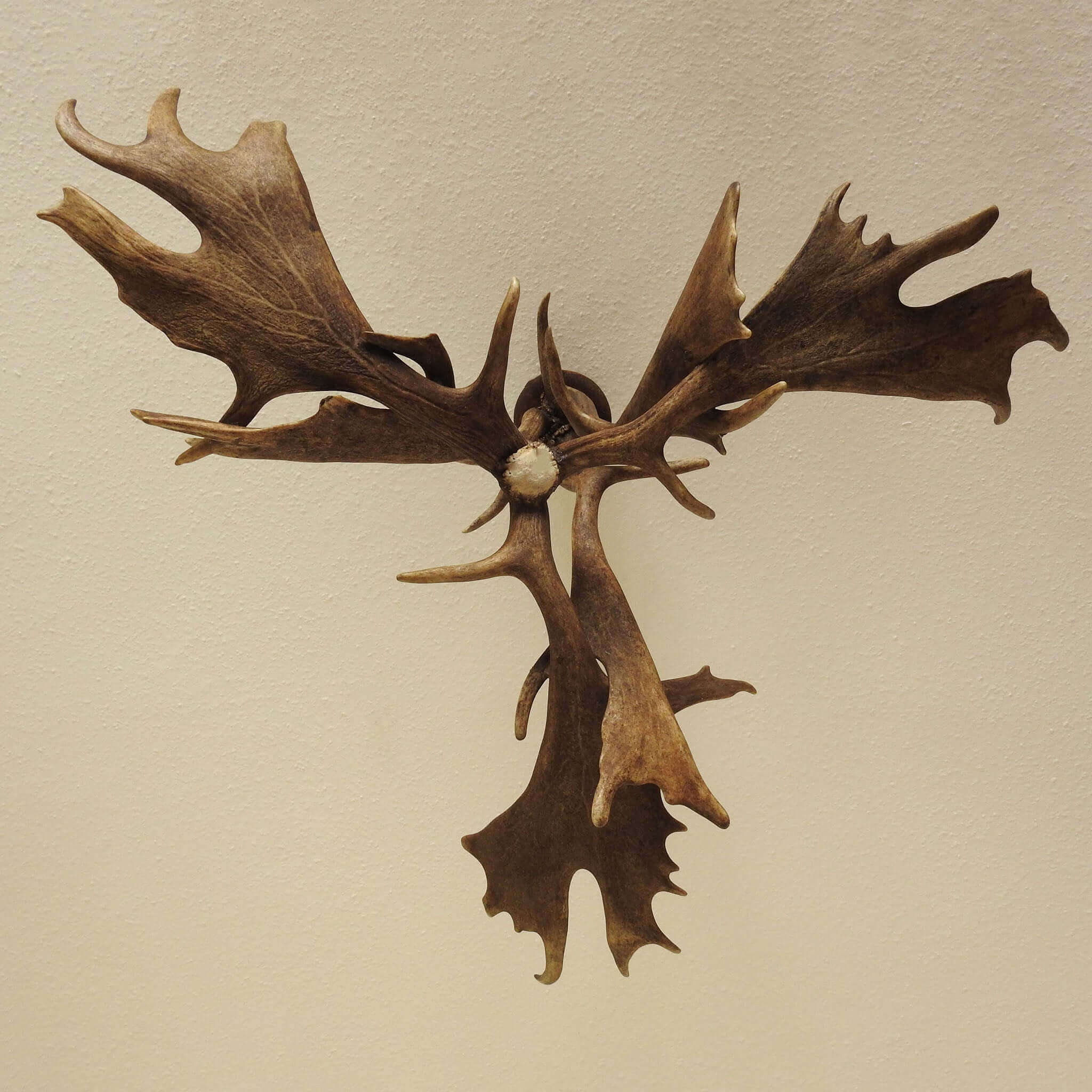 Farmhouse chandelier made of real antlers, view from the bottom.