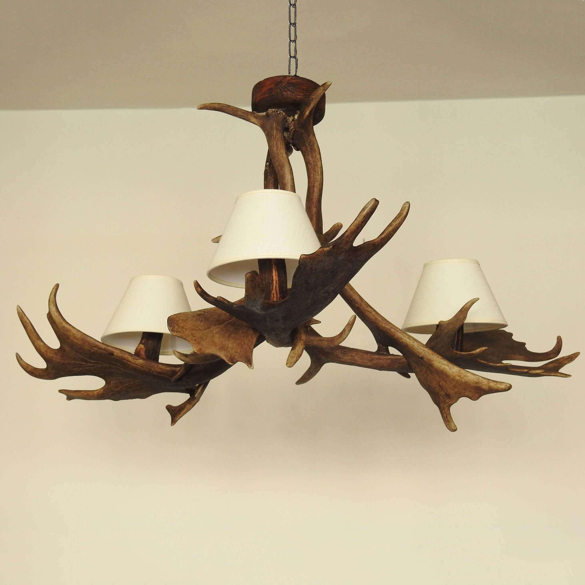 3 lights antler chandelier made of fallow deer antlers.