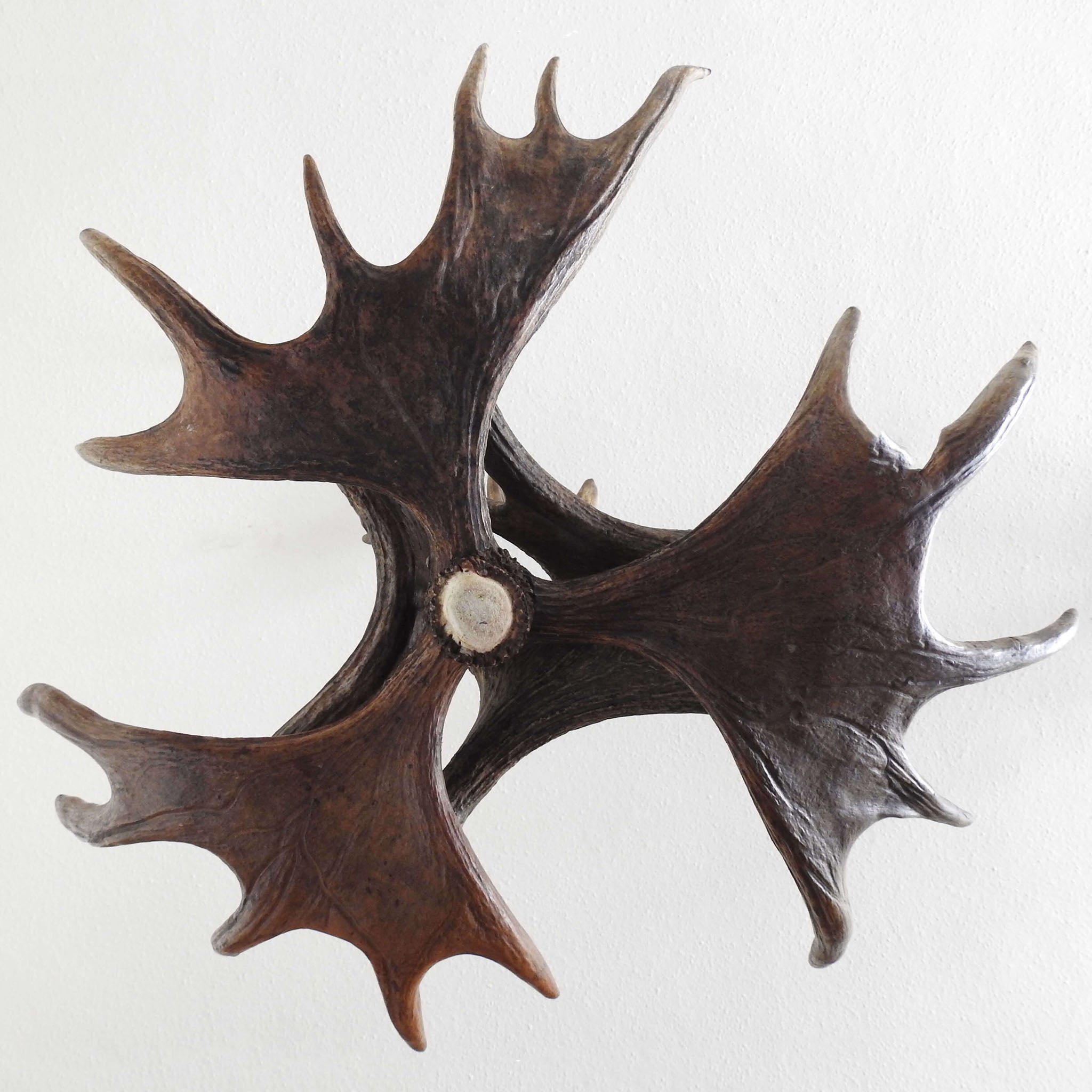 Moose antler chandelier in farmhouse style.