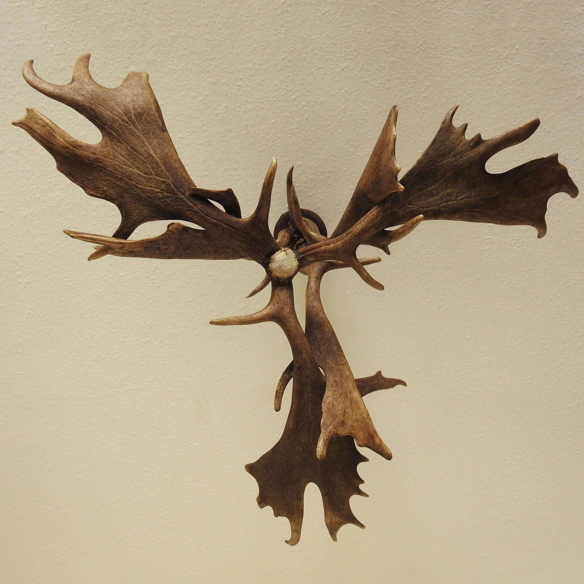 Real antler chandelier, view from the bottom.