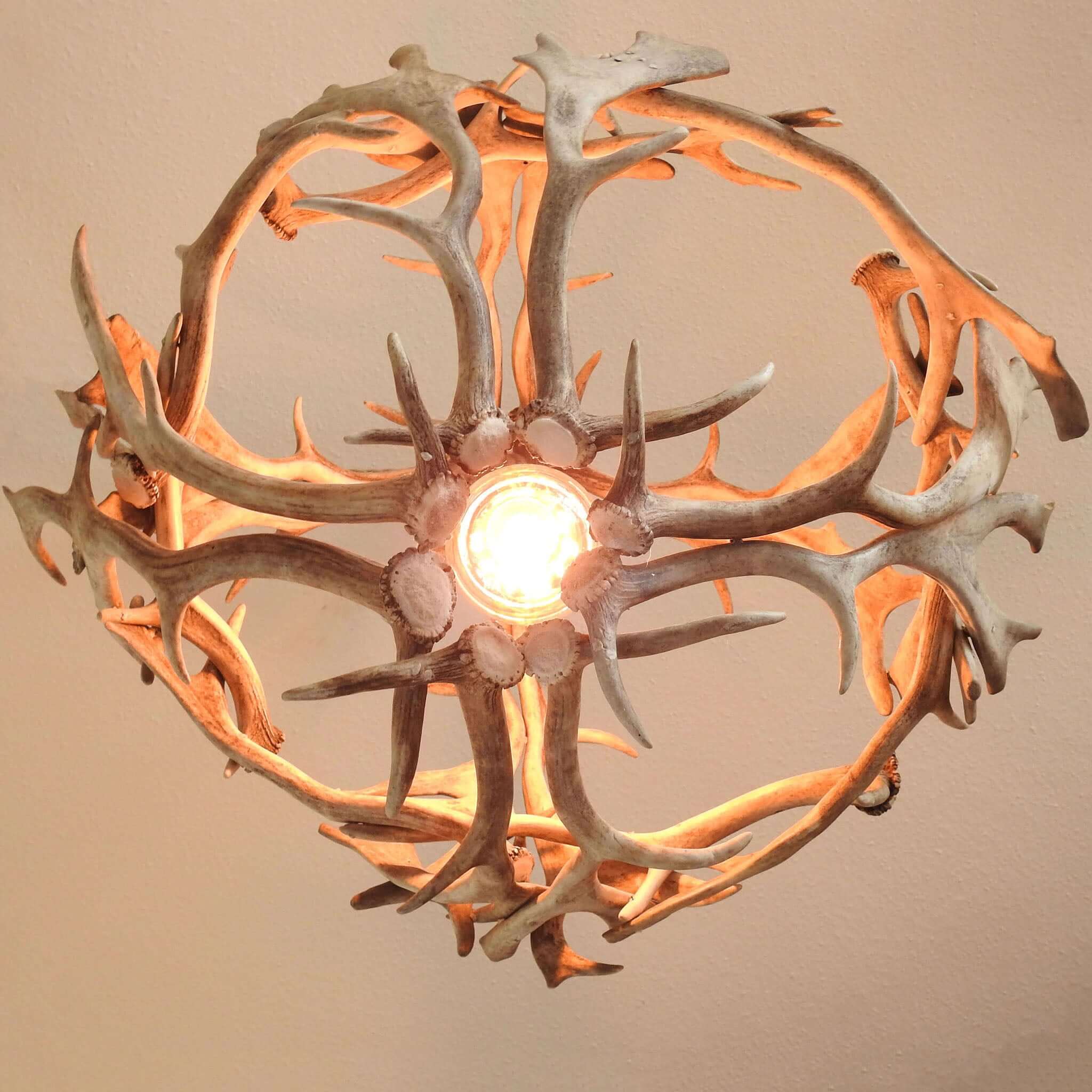Fallow deer chandelier for 1 bilb, view from the bottom.